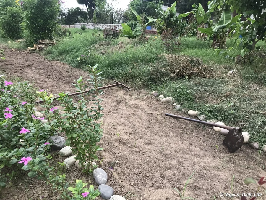A pathway after the weeds have been removed